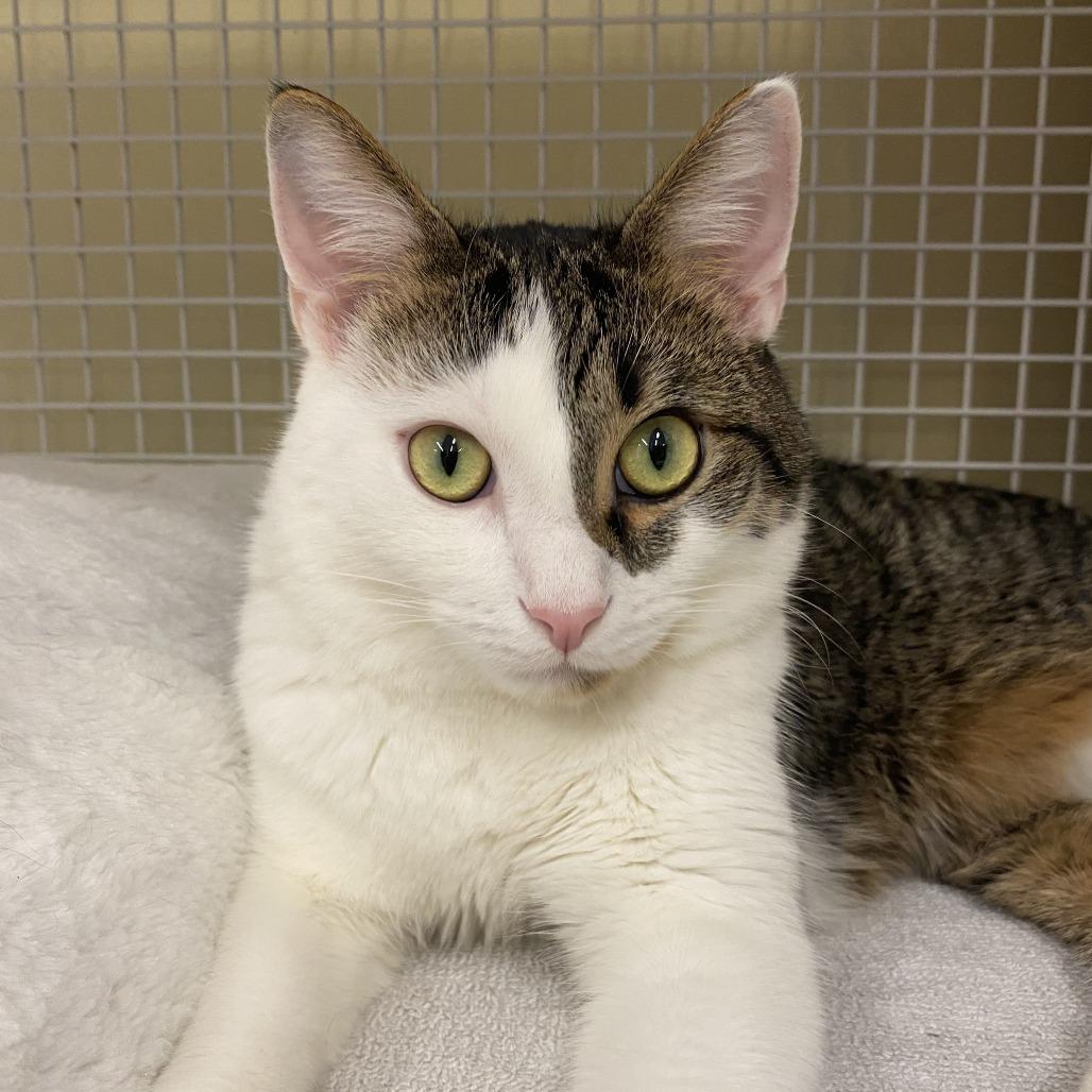 Enlarge Biscuit, a Adoptable Domestic Short Hair in Atlanta, GA image 2/5