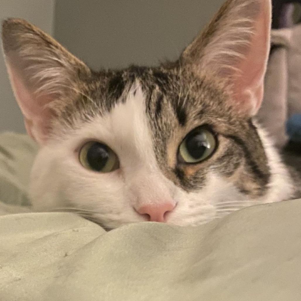 Enlarge Biscuit, a Adoptable Domestic Short Hair in Atlanta, GA image 6/6