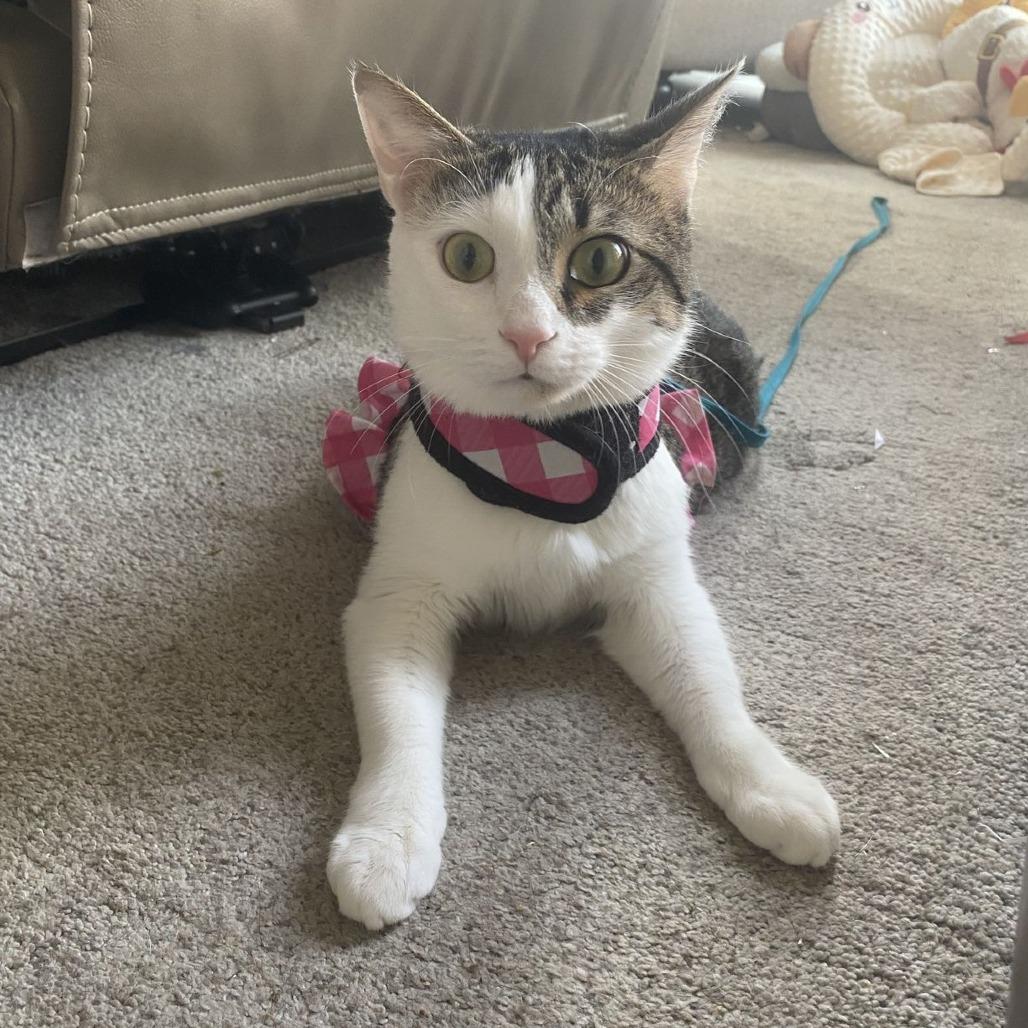 Enlarge Biscuit, a Adoptable Domestic Short Hair in Atlanta, GA image 1/6