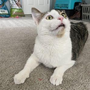 Enlarge Biscuit, a Adoptable Domestic Short Hair in Atlanta, GA image 3/5