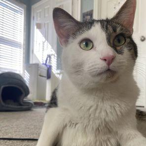 Enlarge Biscuit, a Adoptable Domestic Short Hair in Atlanta, GA image 4/5