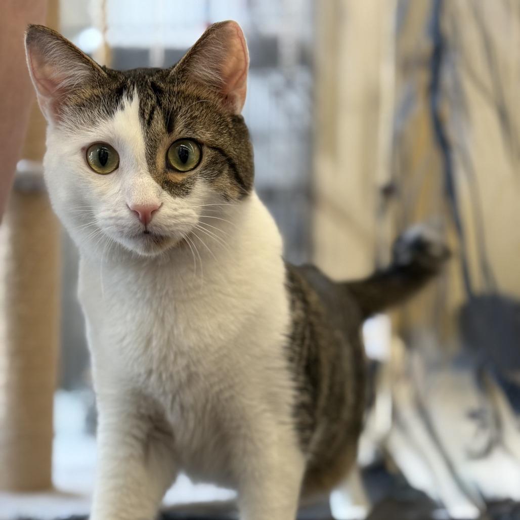 Enlarge Biscuit, a Adoptable Domestic Short Hair in Atlanta, GA image 5/5