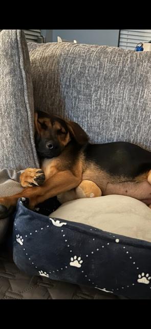 Joanie - (OR), Adoptable, Young Female German Shepherd Dog & Hound.