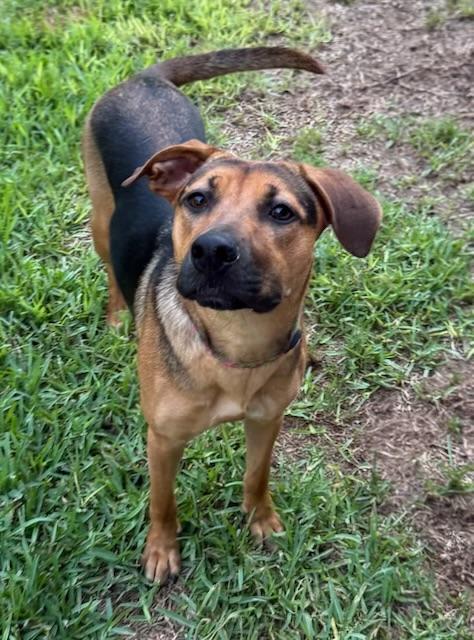 Joanie - (OR), Adoptable, Young Female German Shepherd Dog & Hound.
