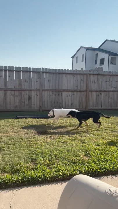 Enlarge Joanie - (OR), a Adoptable mixed breed in Portland, OR video 2/6