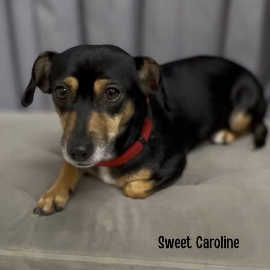 Sweet Caroline, ADOPTABLE, Adult Female Terrier.