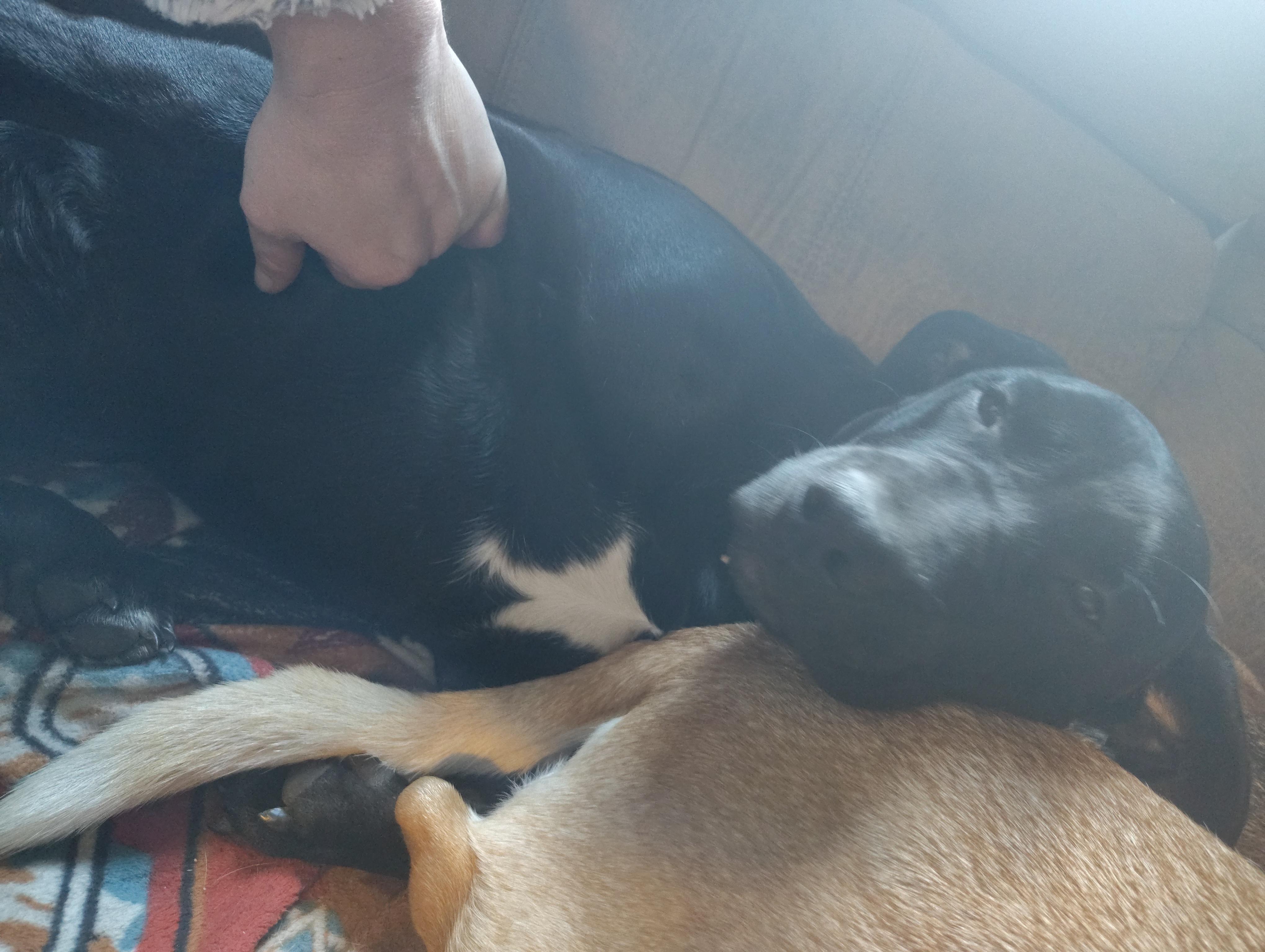 Enlarge Star *COURTESY POST*, an adopted Black Labrador Retriever in Lewiston, ID image 1/1