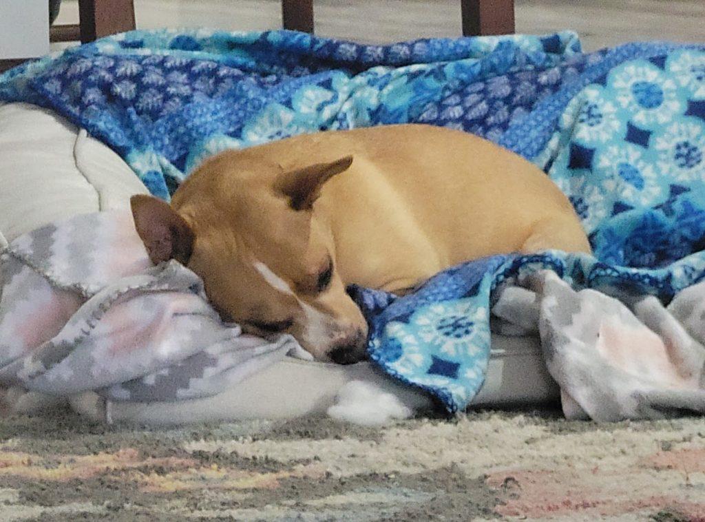 Enlarge Bjorn (6 Years Old), a ADOPTABLE mixed breed in Albany, NY image 2/2