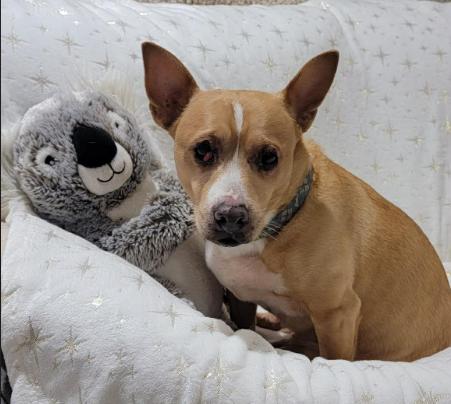 Enlarge Bjorn (6 Years Old), a ADOPTABLE mixed breed in Albany, NY image 1/2