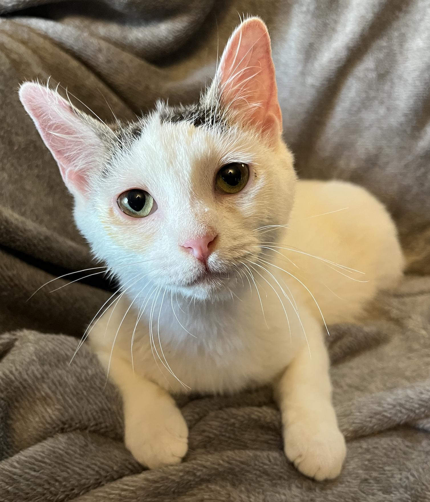 Newt, Adoptable, Kitten Male Domestic Short Hair.