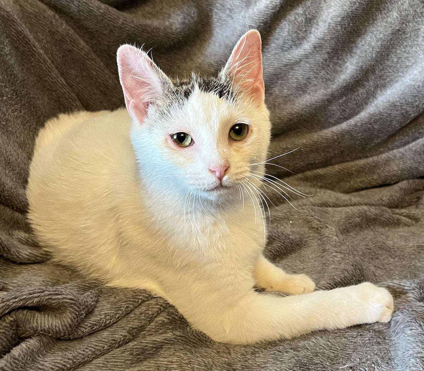 Enlarge Newt, a Adoptable Domestic Short Hair in Connelly Springs, NC image 2/4