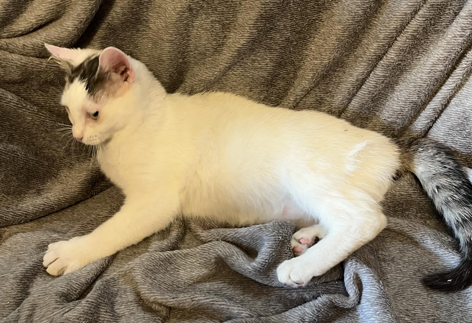 Enlarge Newt, a Adoptable Domestic Short Hair in Connelly Springs, NC image 3/4