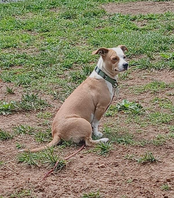 Enlarge CYNDI, an adopted Terrier in Pegram, TN image 4/4