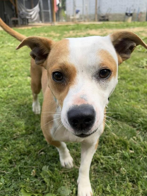 Enlarge CYNDI, an adopted Terrier in Pegram, TN image 3/4