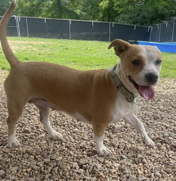 Enlarge CYNDI, an adopted Terrier in Pegram, TN image 2/4