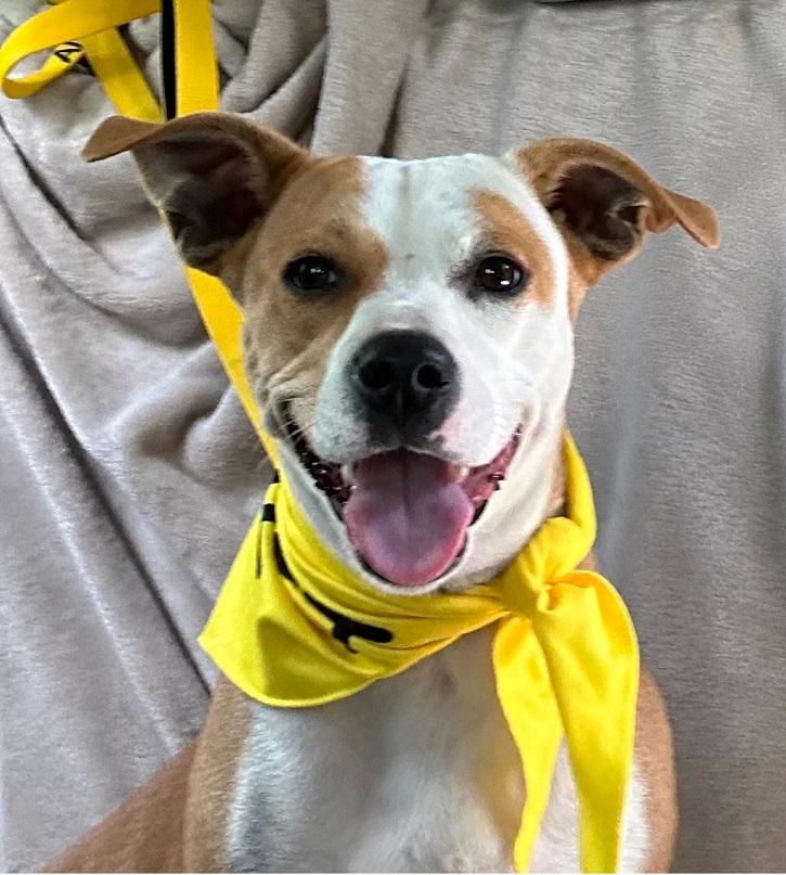 CYNDI, adopted, Adult Female Terrier.