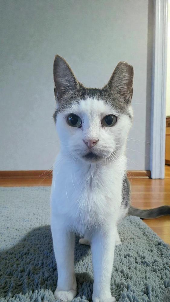 Enlarge Brittany Spears, a Adoptable Domestic Short Hair in Wilson, NC image 2/3