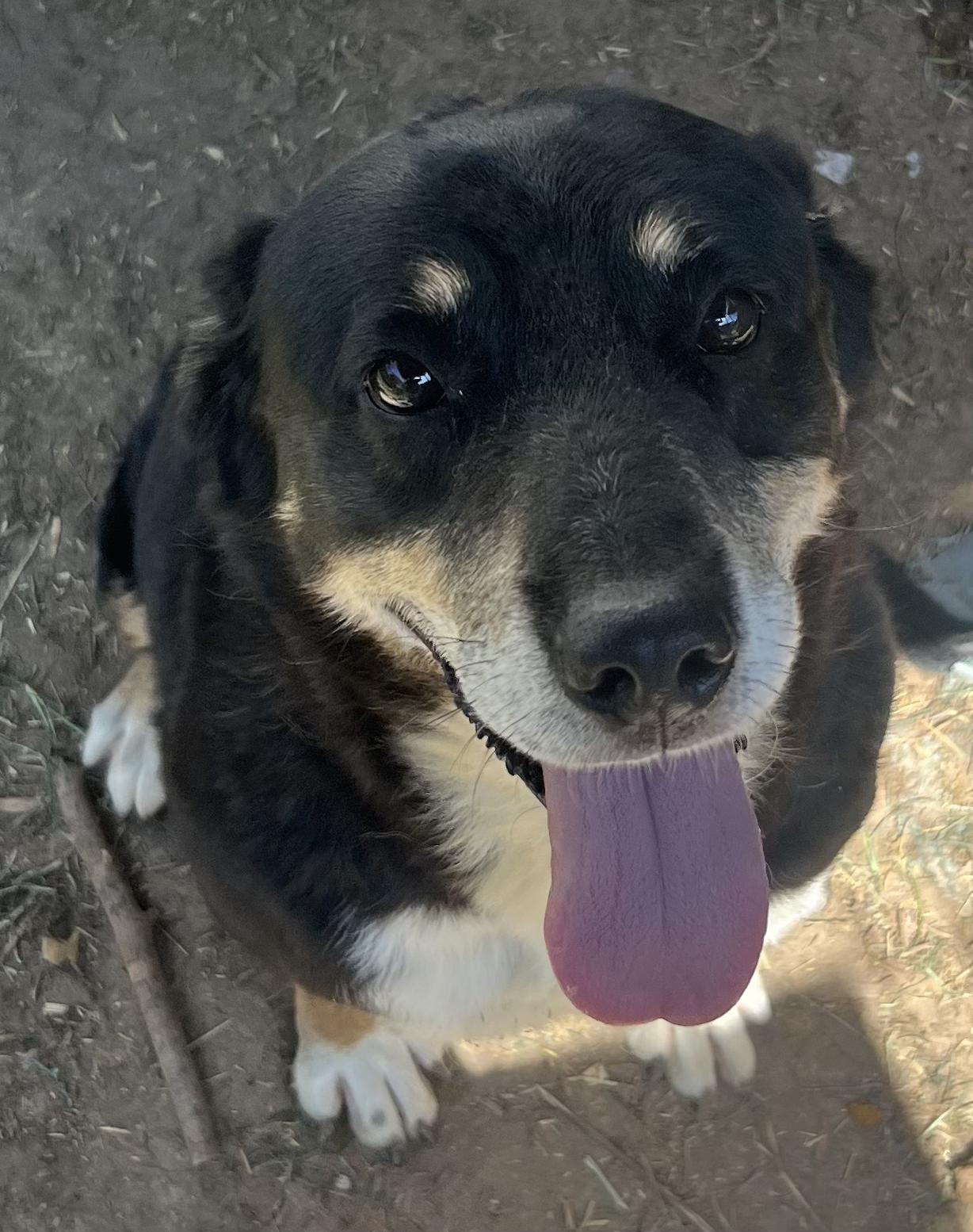 Houston, Senior Male Mixed Breed
