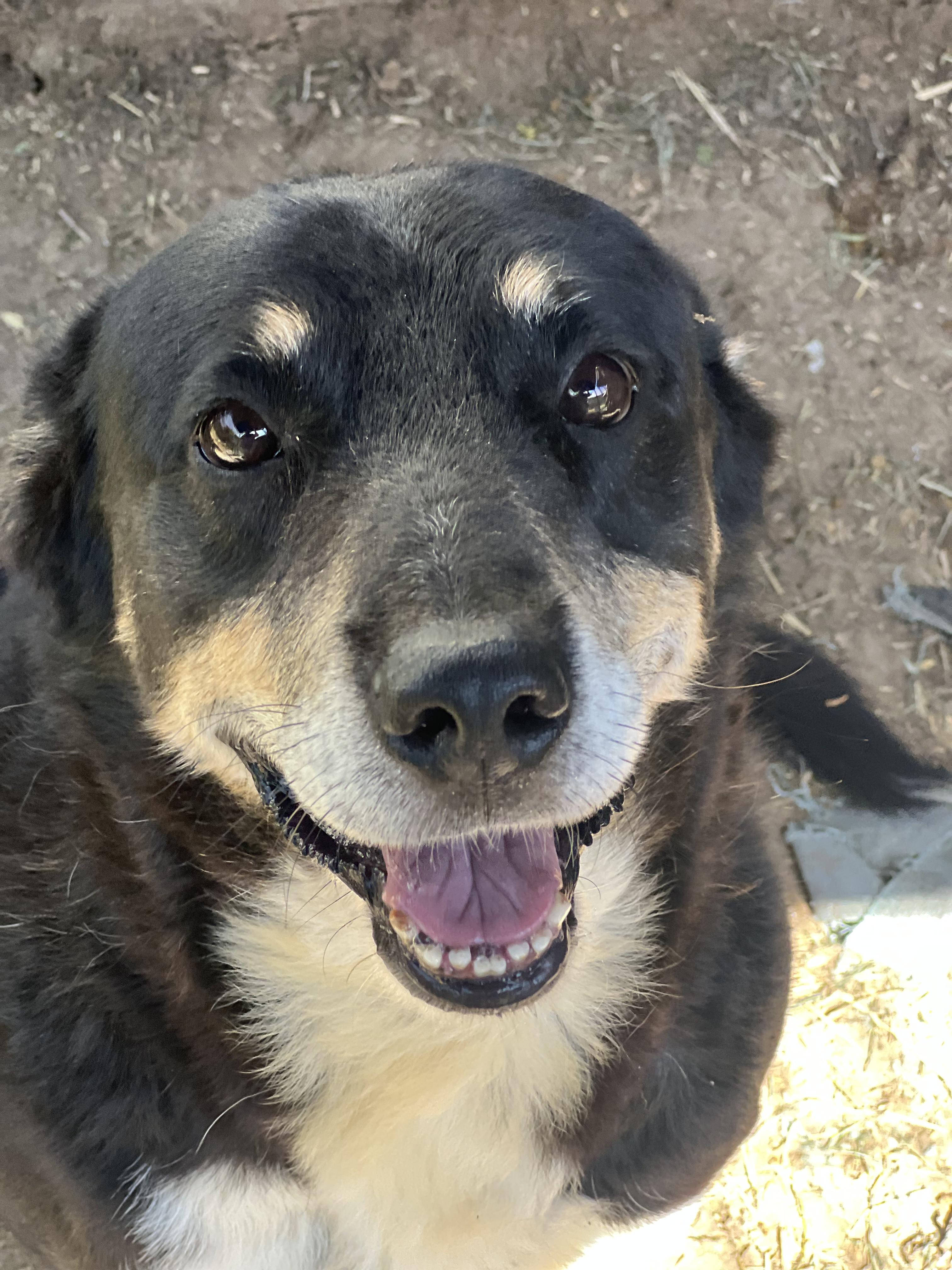 Houston, an adoptable Mixed Breed in Canyon, TX, 79015 | Photo Image 2