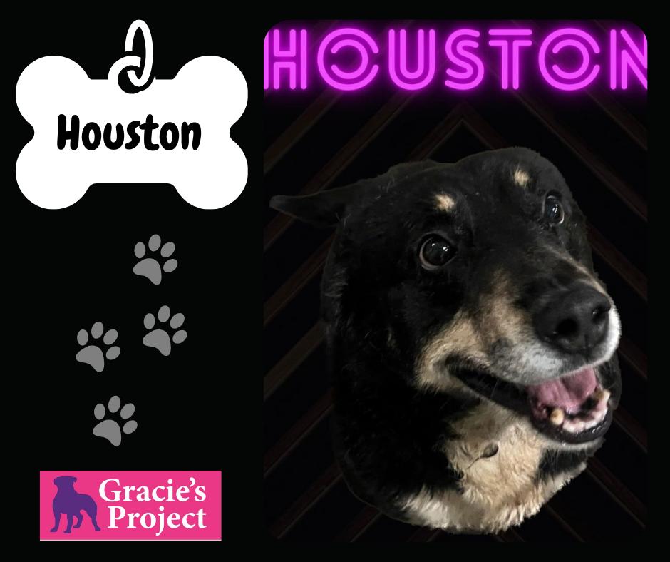 Houston, an adoptable Mixed Breed in Canyon, TX, 79015 | Photo Image 3