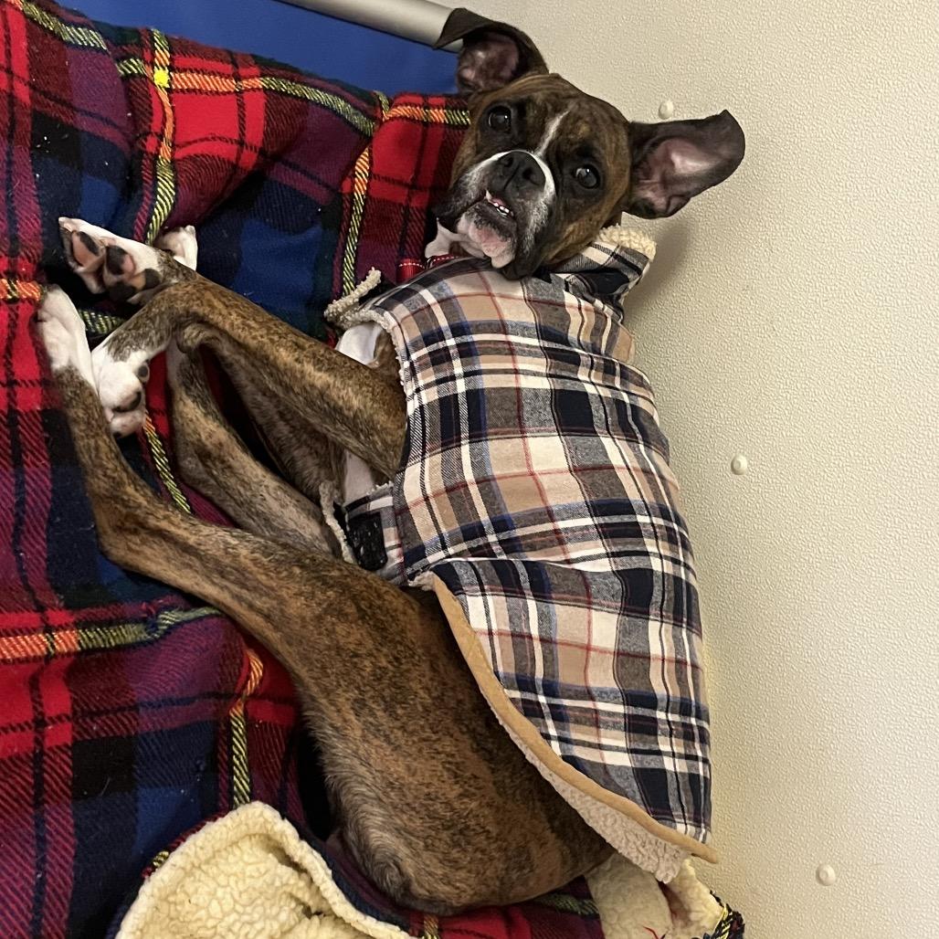 Enlarge Keenya, a Adoptable Boxer in Saugerties, NY image 1/1