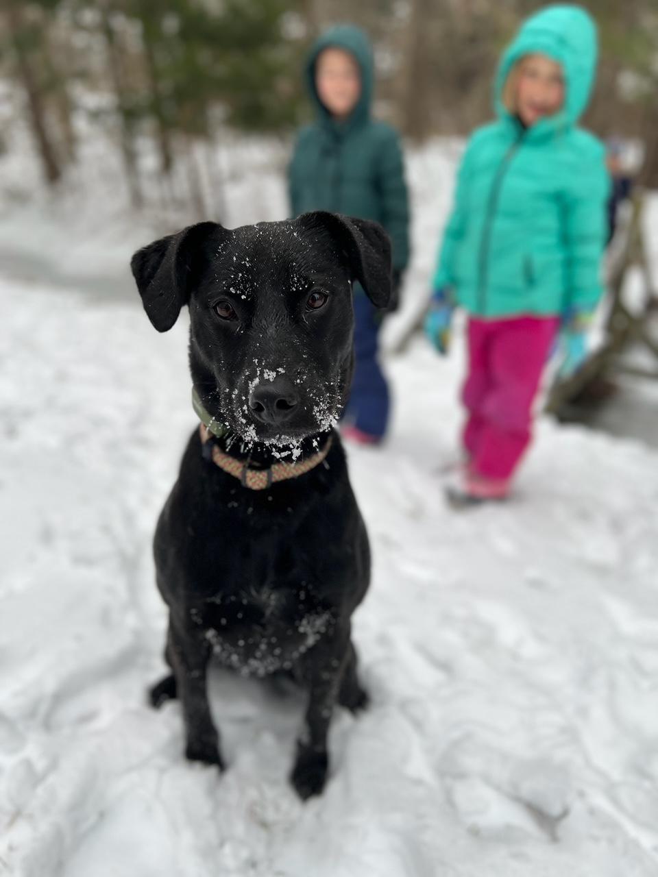 Enlarge Clover, a ADOPTABLE mixed breed in Richmond, VA image 4/4