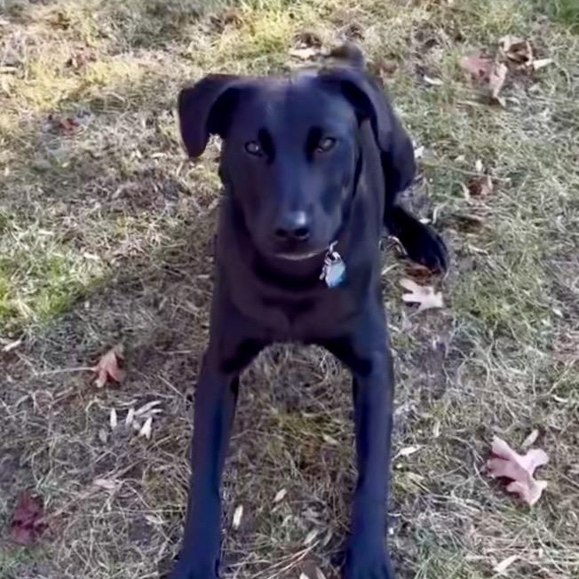 Enlarge Clover, a ADOPTABLE mixed breed in Richmond, VA image 2/4