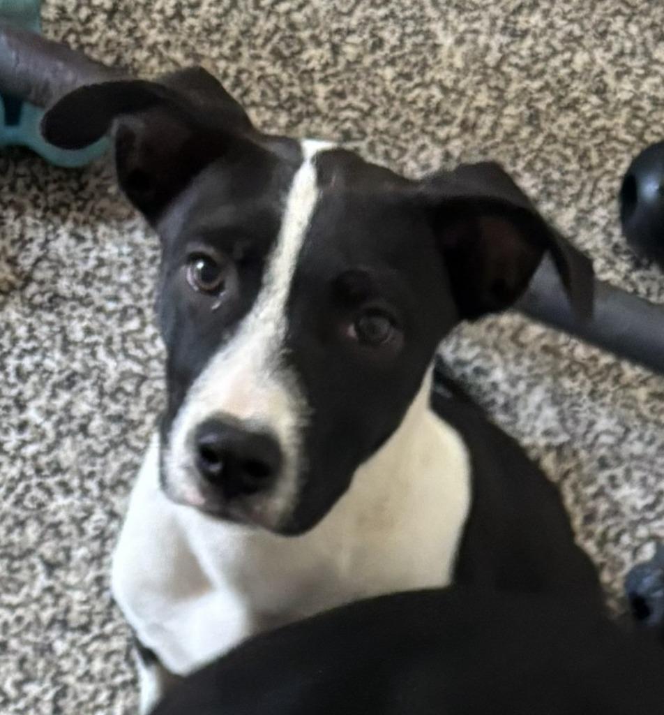Rachel, Adoptable, Puppy Female Border Collie & Retriever.