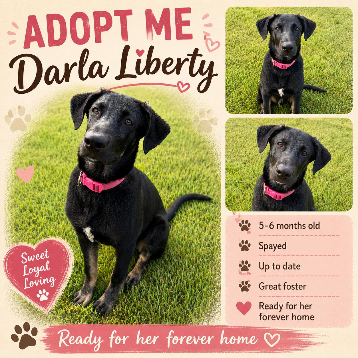Darla Liberty, ADOPTABLE, Puppy Female Labrador Retriever & German Shepherd Dog.
