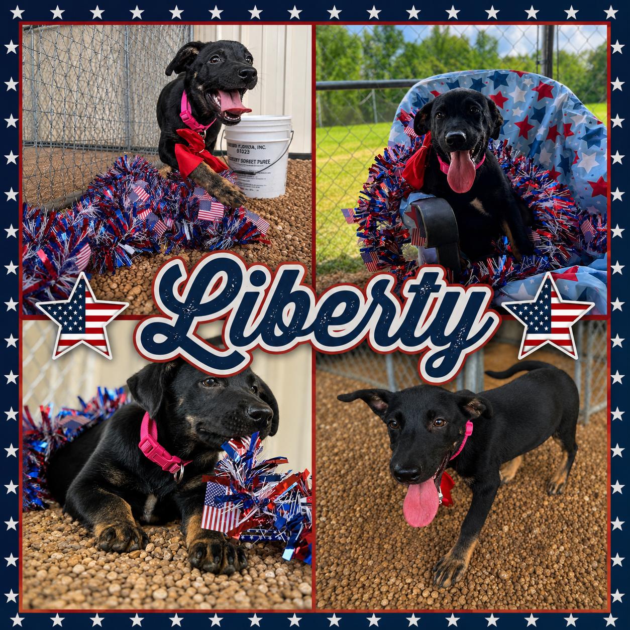 Enlarge Liberty, a ADOPTABLE mixed breed in Jackson, TN image 1/1