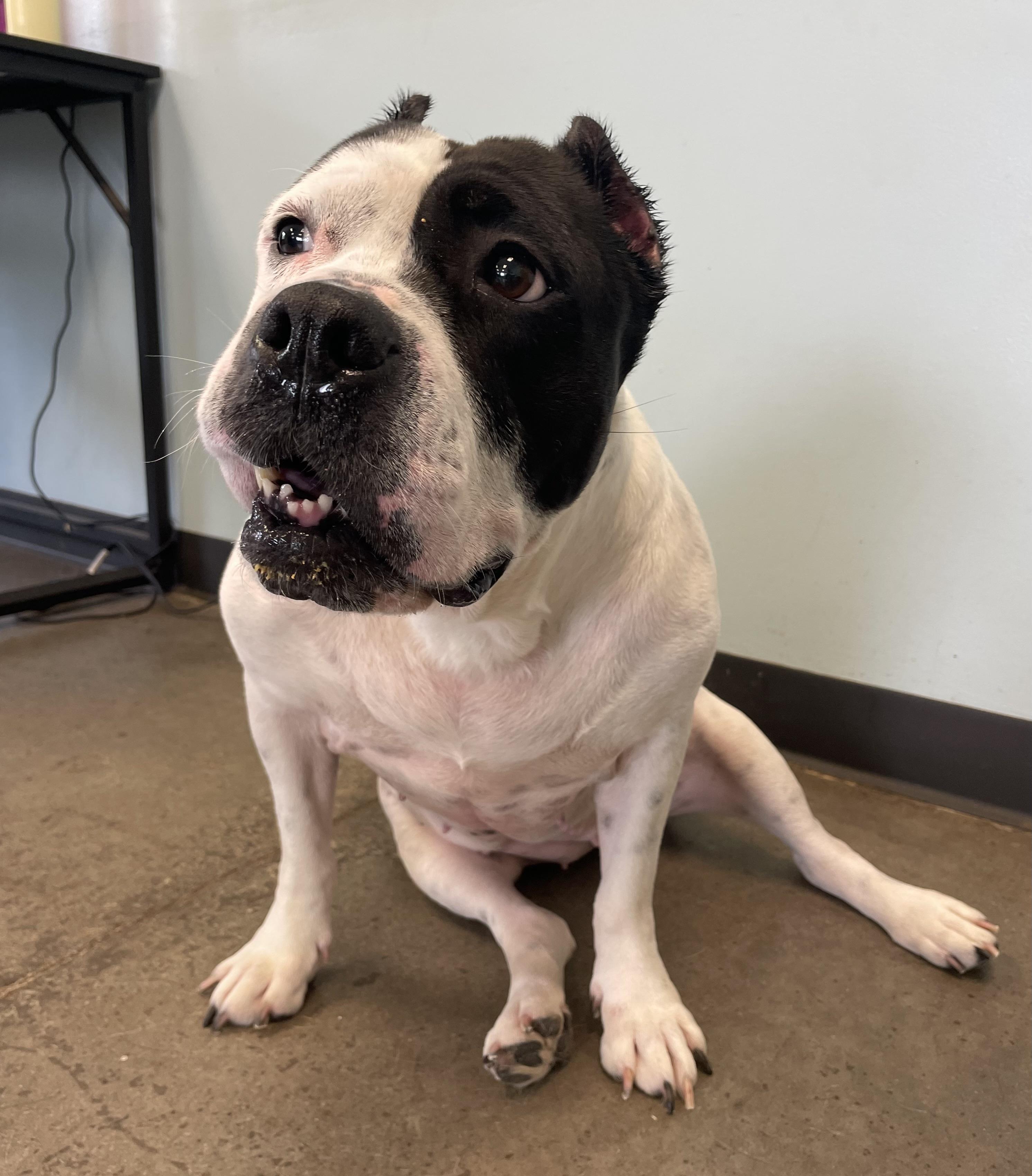 Enlarge CeCe, an adopted Mixed Breed in Mishawaka, IN image 6/6