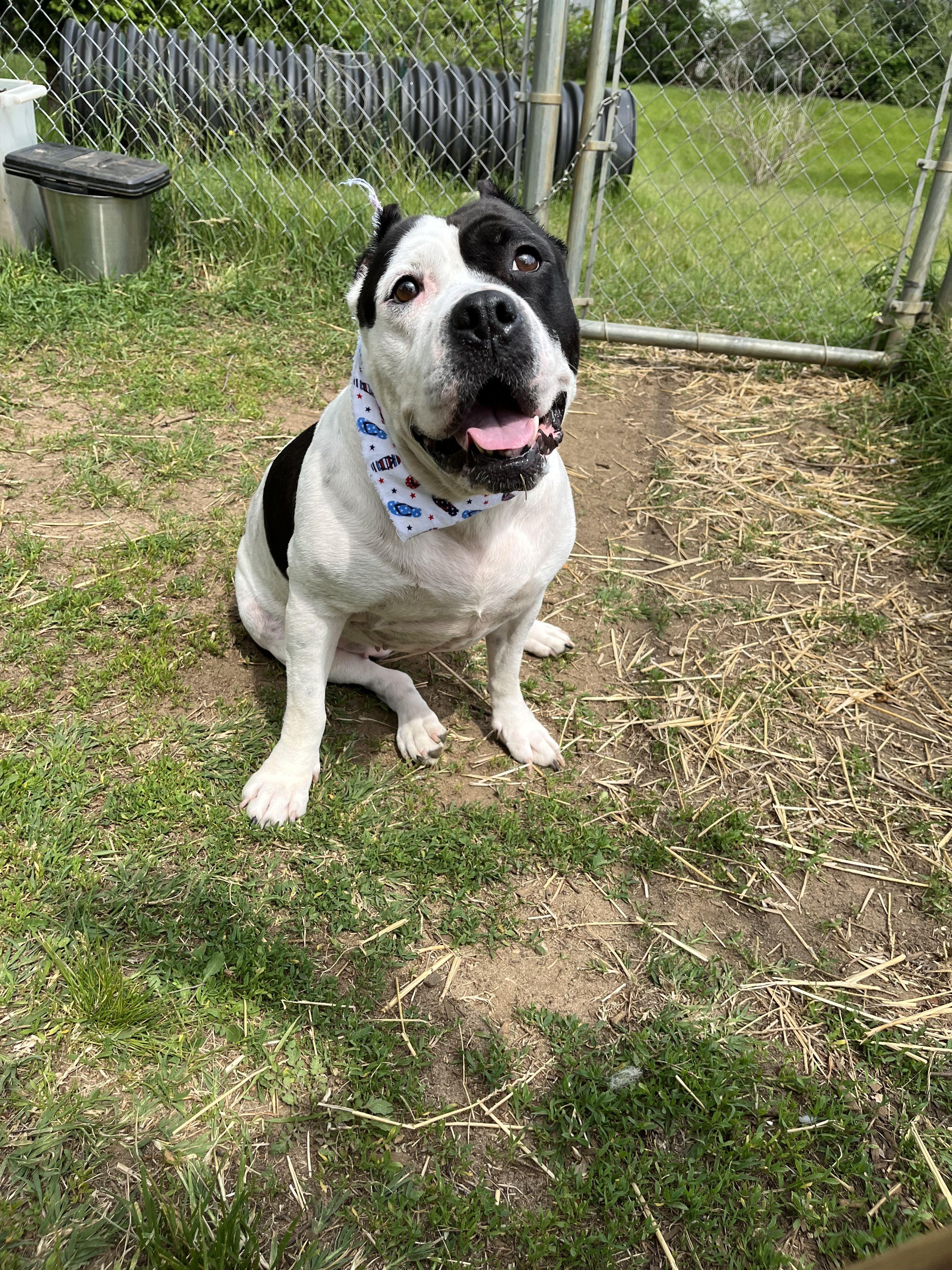Enlarge CeCe, an adopted Mixed Breed in Mishawaka, IN image 5/6