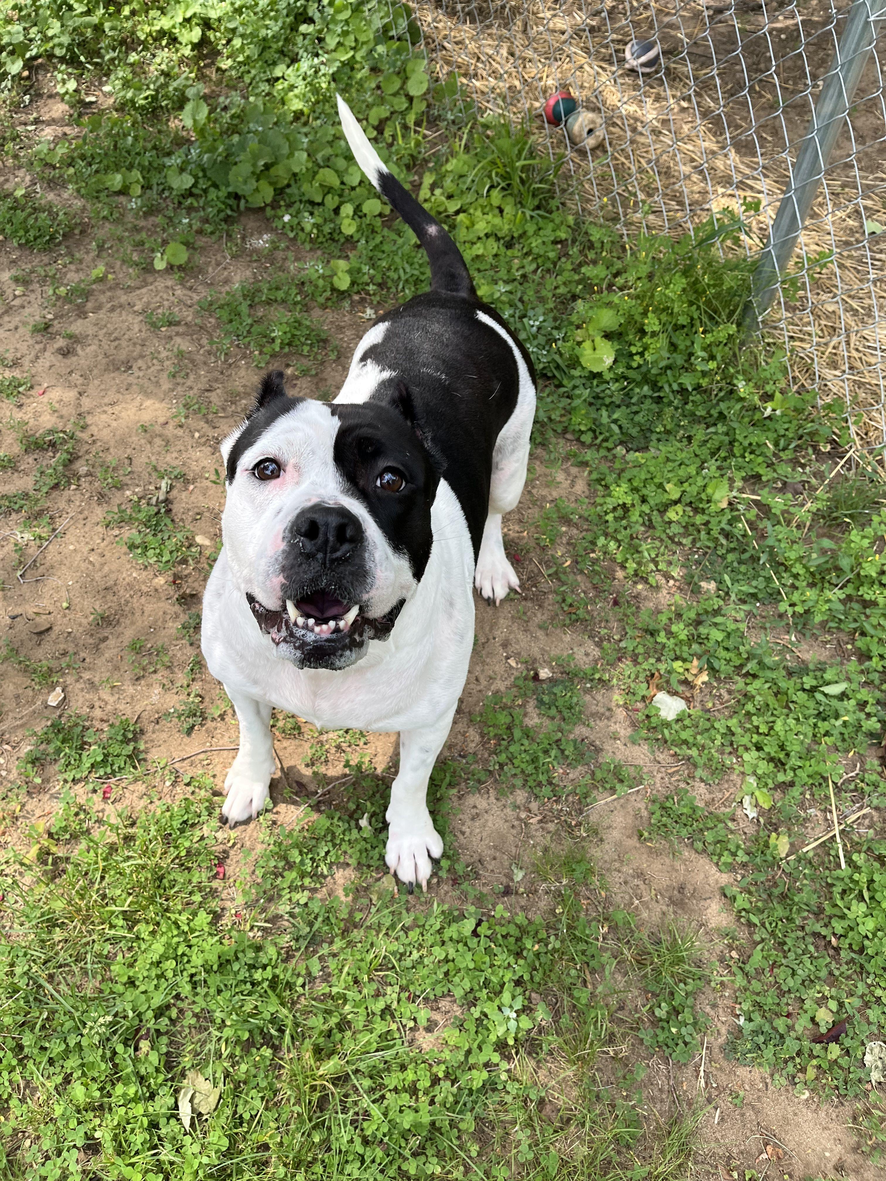 Enlarge CeCe, an adopted Mixed Breed in Mishawaka, IN image 1/6