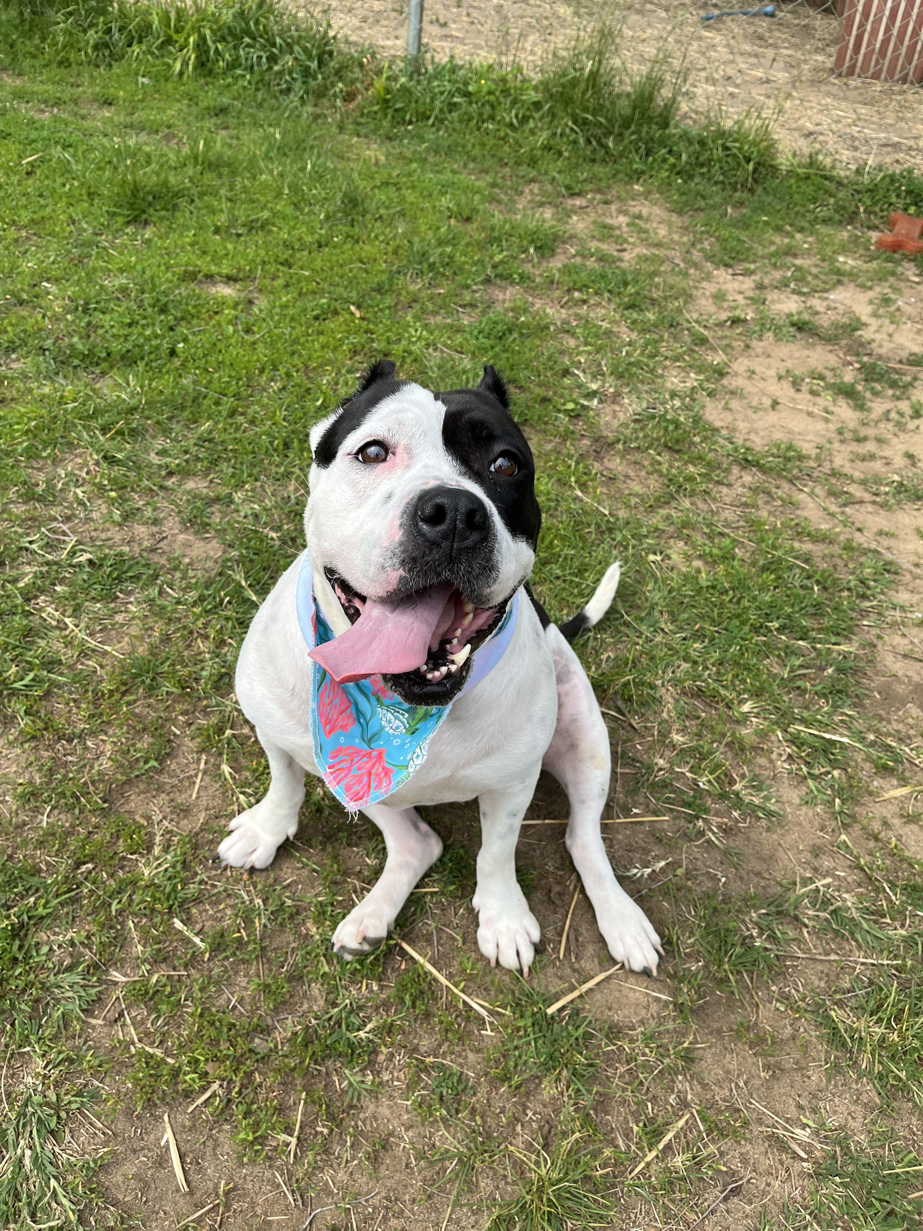 Enlarge CeCe, an adopted Mixed Breed in Mishawaka, IN image 3/6