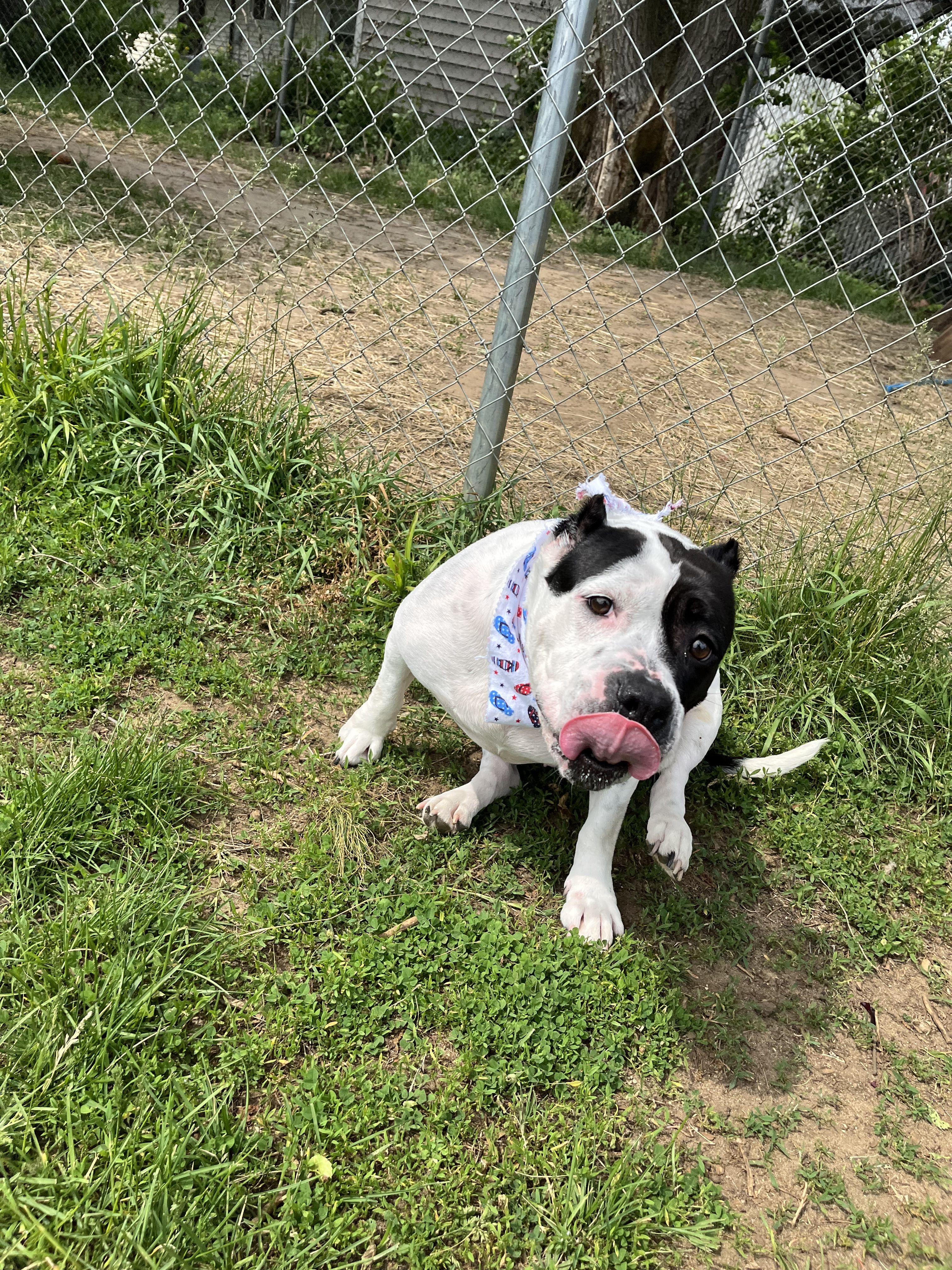Enlarge CeCe, an adopted Mixed Breed in Mishawaka, IN image 2/6