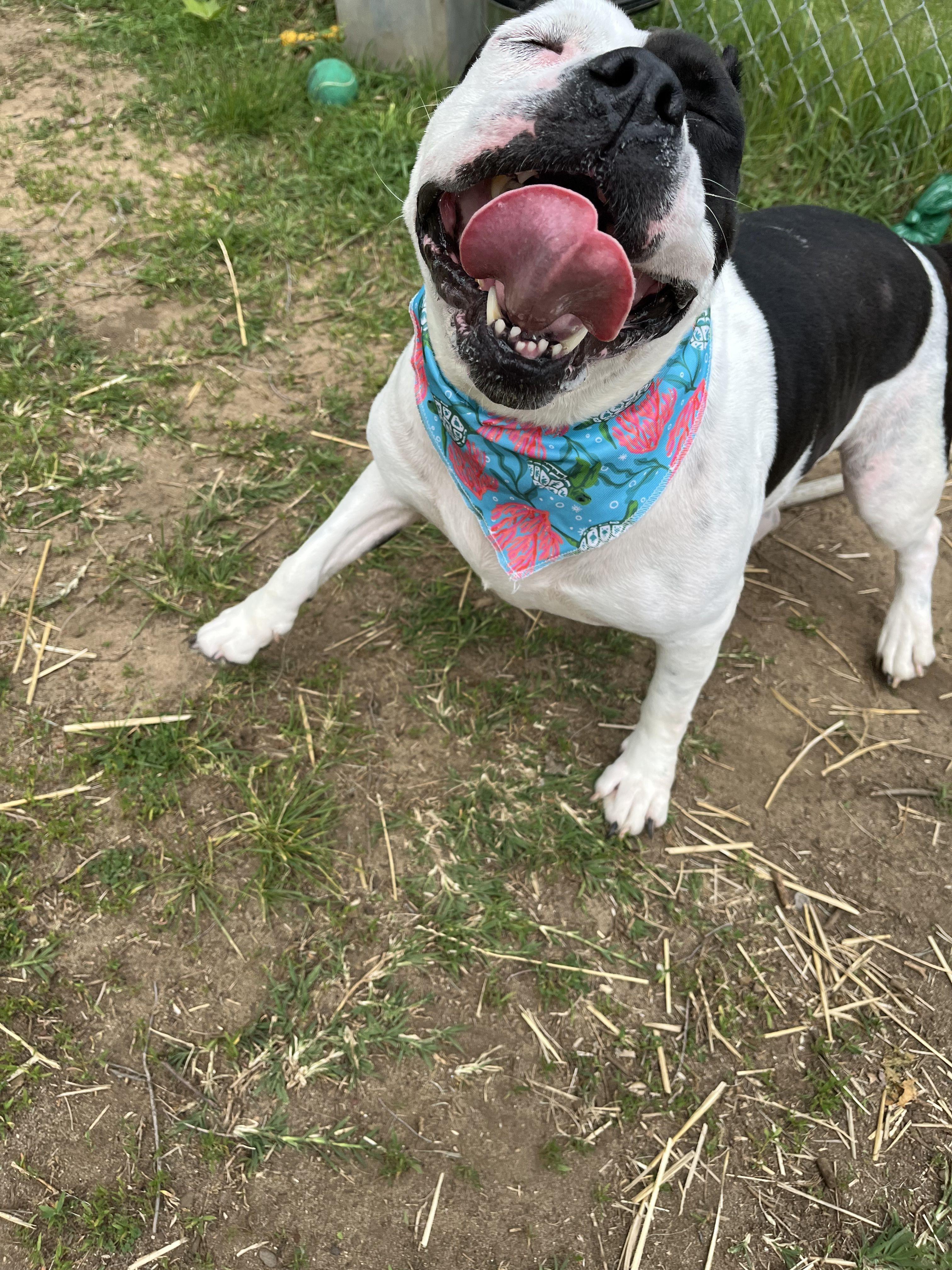 Enlarge CeCe, an adopted Mixed Breed in Mishawaka, IN image 4/6