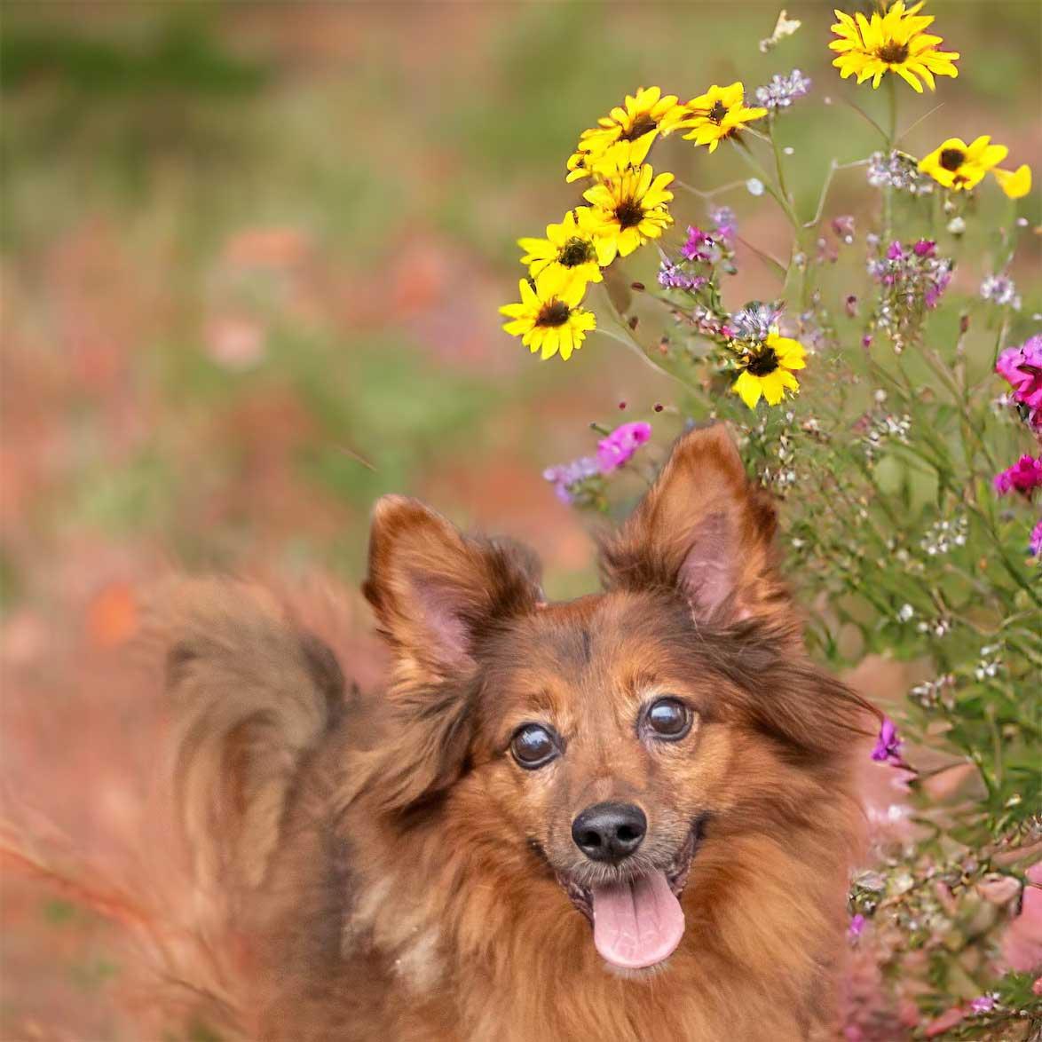 Enlarge PEETIE, a Adopted Pomeranian in Franklin, TN image 1/3