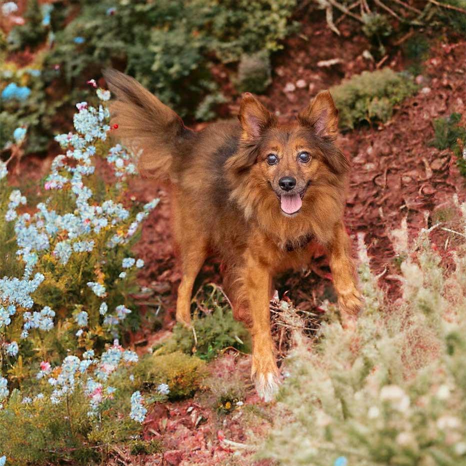 Enlarge PEETIE, a Adopted Pomeranian in Franklin, TN image 2/3