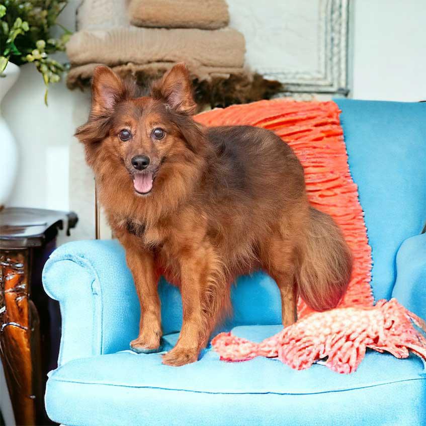 Enlarge PEETIE, a Adopted Pomeranian in Franklin, TN image 3/3