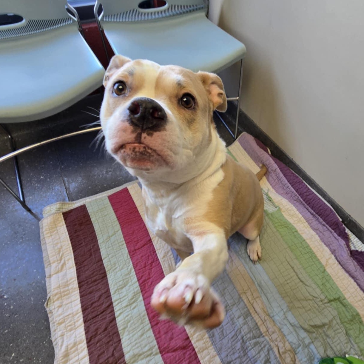 Maisy, an adoptable mixed breed in Valparaiso, IN image 3/5