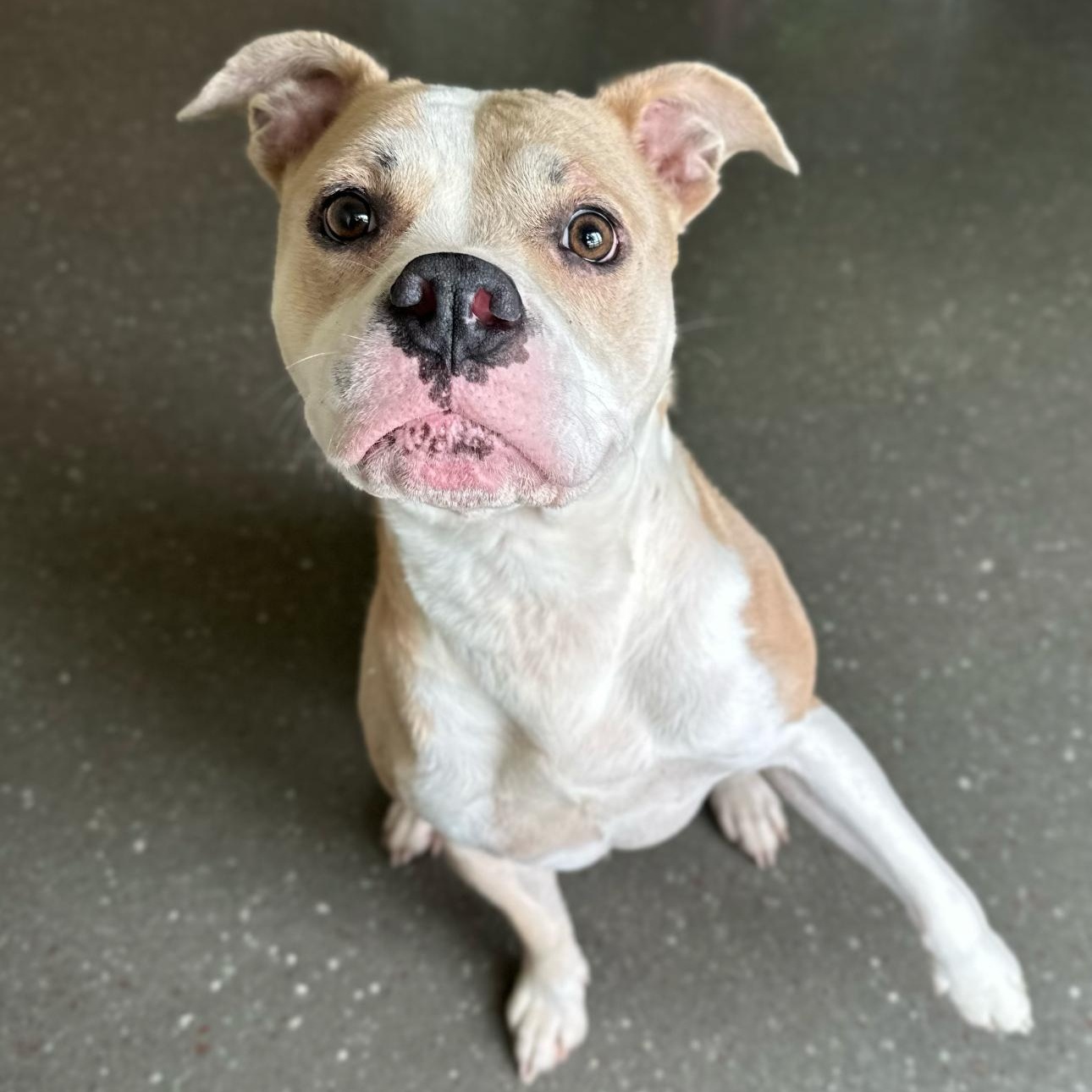 Maisy, an adoptable mixed breed in Valparaiso, IN image 4/5