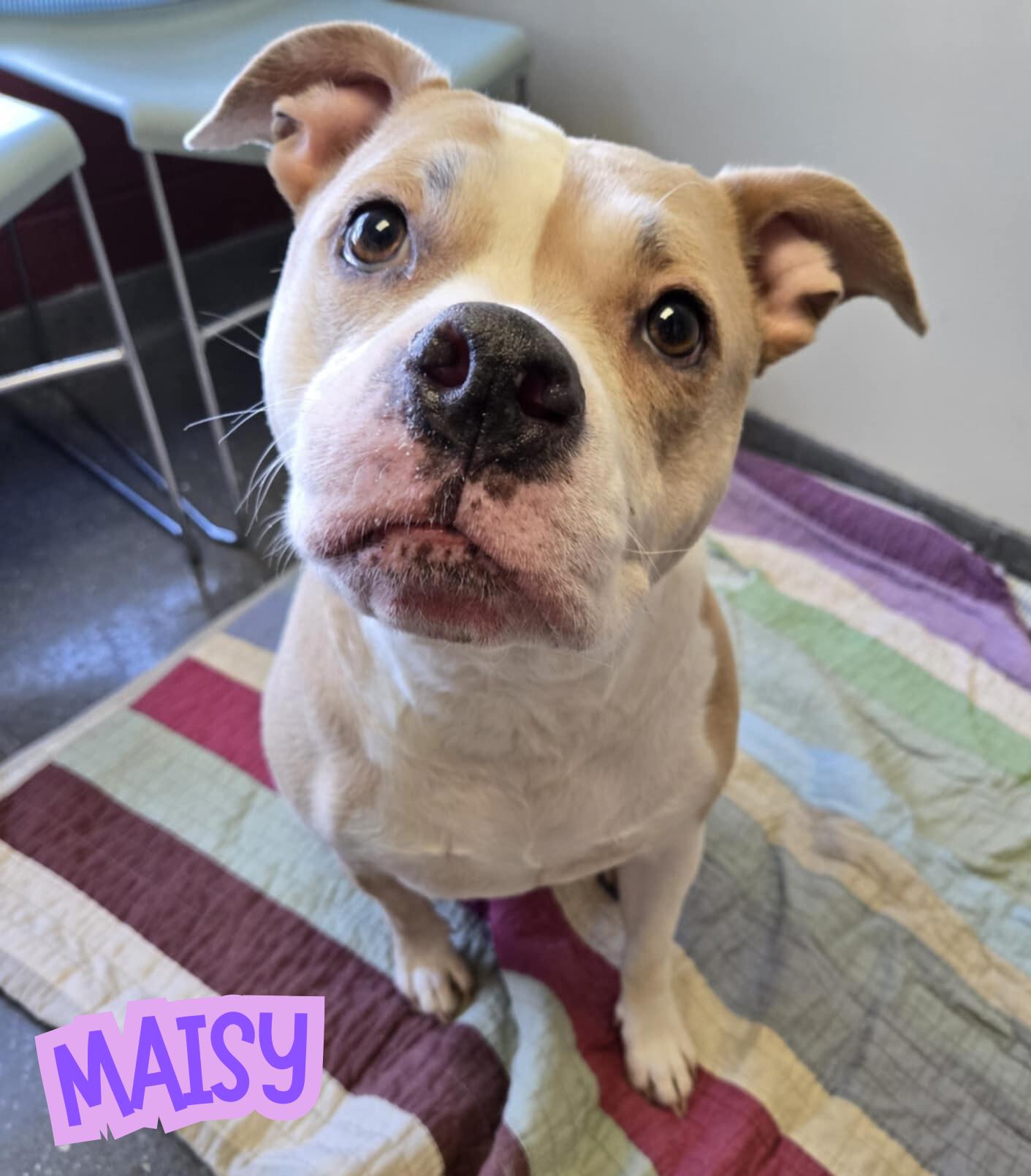 Maisy, adoptable, Adult Female Pit Bull Terrier.