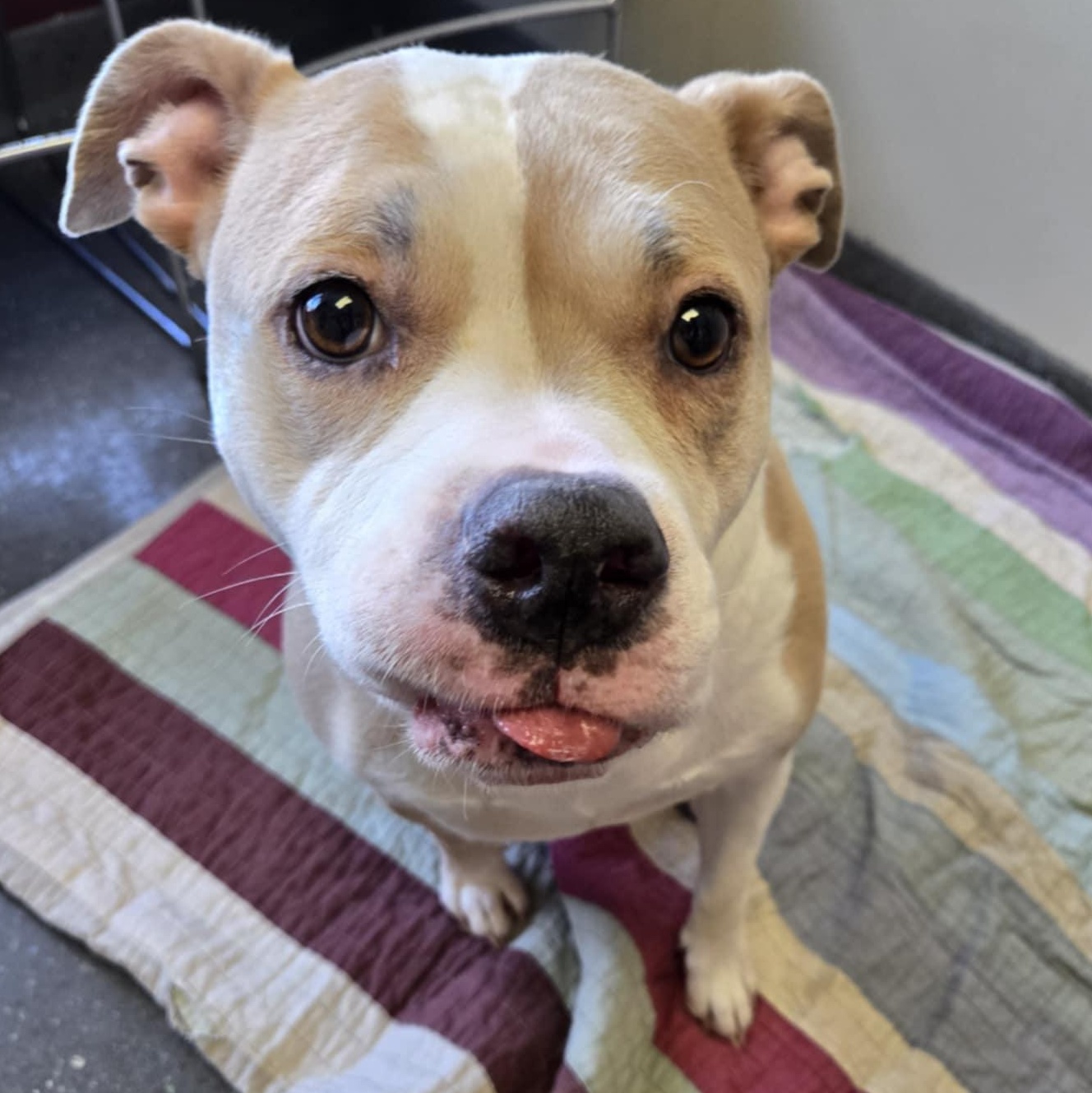 Maisy, an adoptable mixed breed in Valparaiso, IN image 2/5