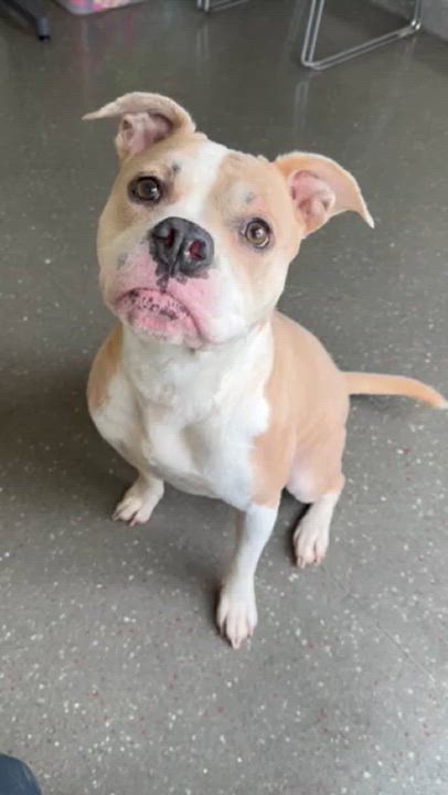 Enlarge Maisy, an adoptable mixed breed in Valparaiso, IN video 5/5