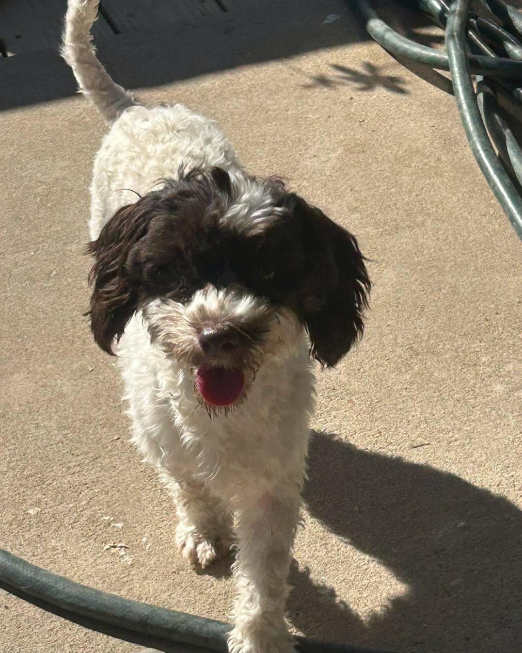 Tito, Adoptable, Young Male Miniature Poodle & Shih Tzu.