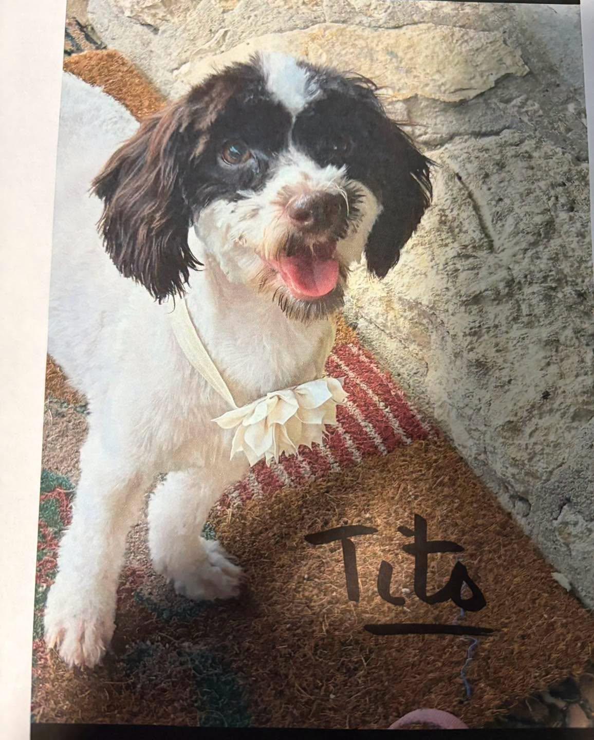Enlarge Tito, a Adoptable mixed breed in Winsted, CT image 3/3