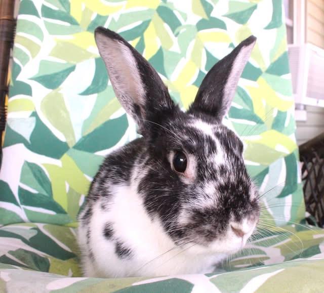 Enlarge Reign, a Adoptable American in Hillside, NJ image 3/3