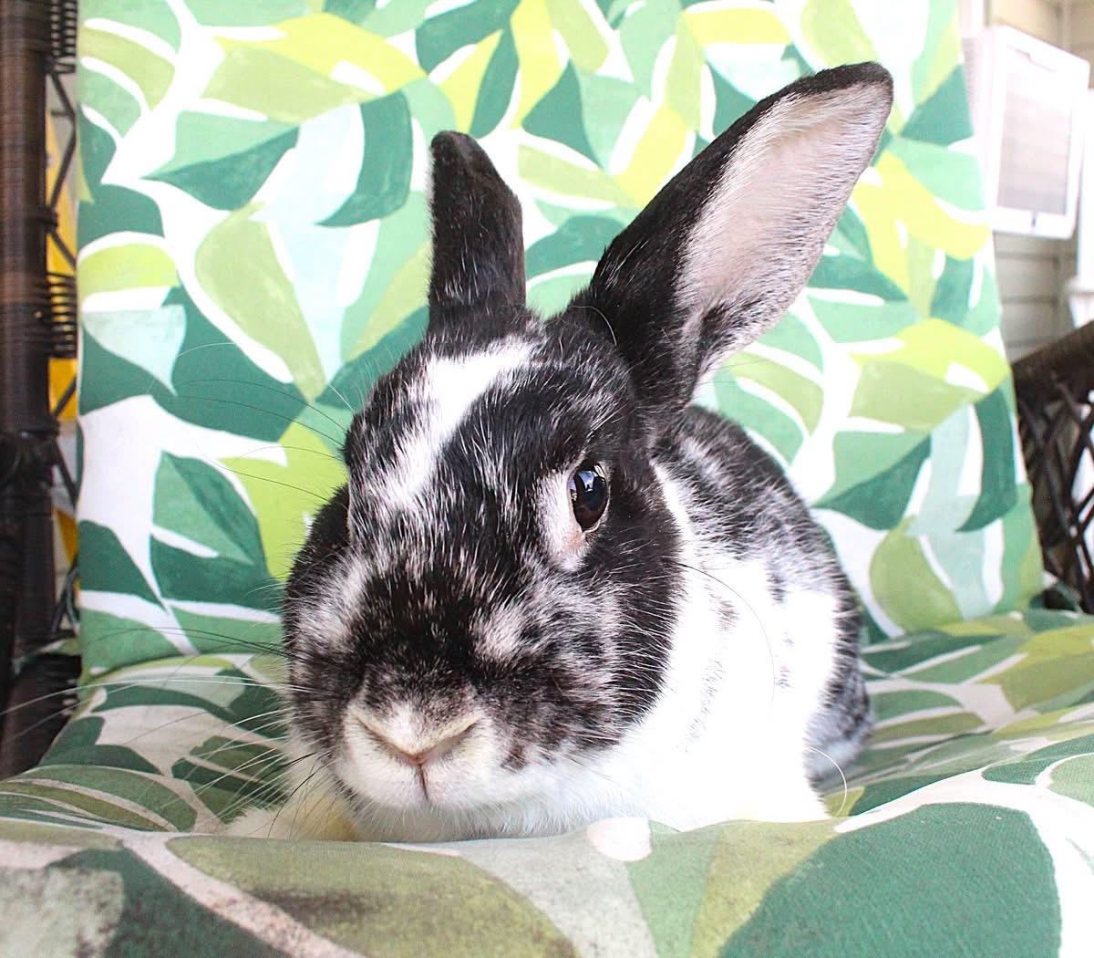 Reign, Adoptable, Adult Female American.