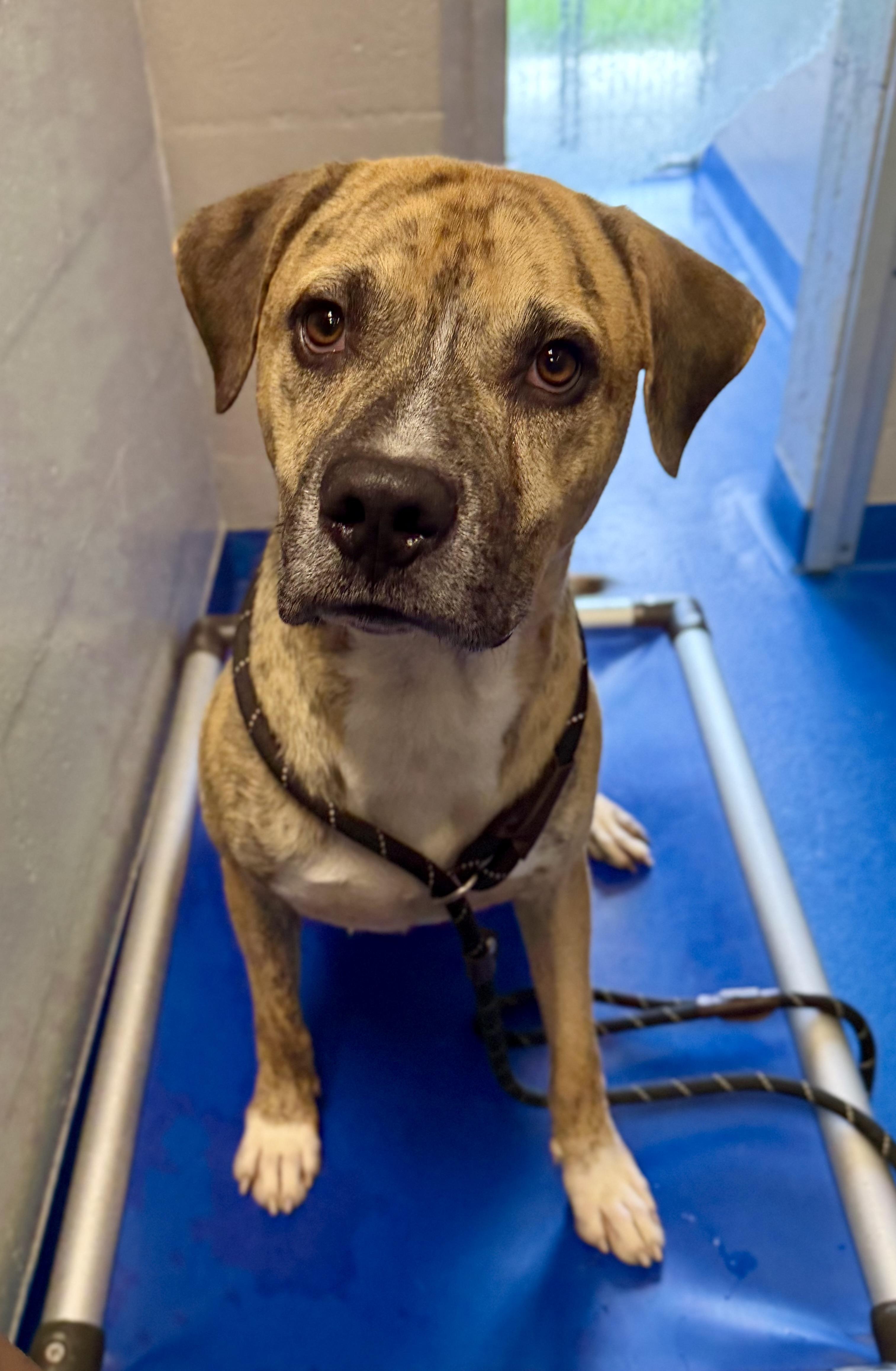 Enlarge Gamble, a Adoptable mixed breed in Lancaster, SC image 1/2