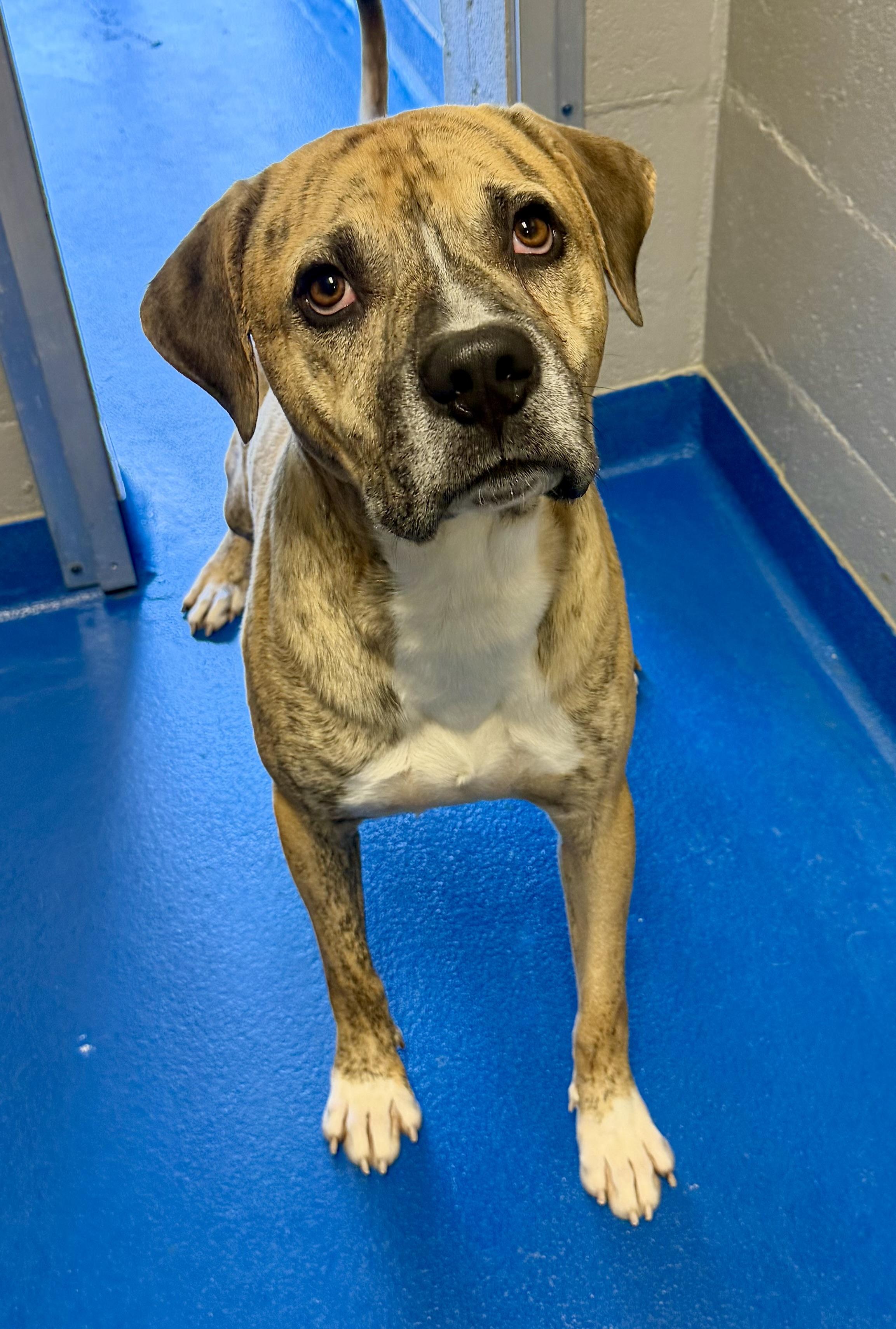 Enlarge Gamble, a Adoptable mixed breed in Lancaster, SC image 2/2